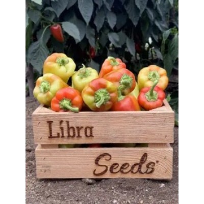 Рубикон F1 - семена сладкого перца, 1000сем., Libra Seeds